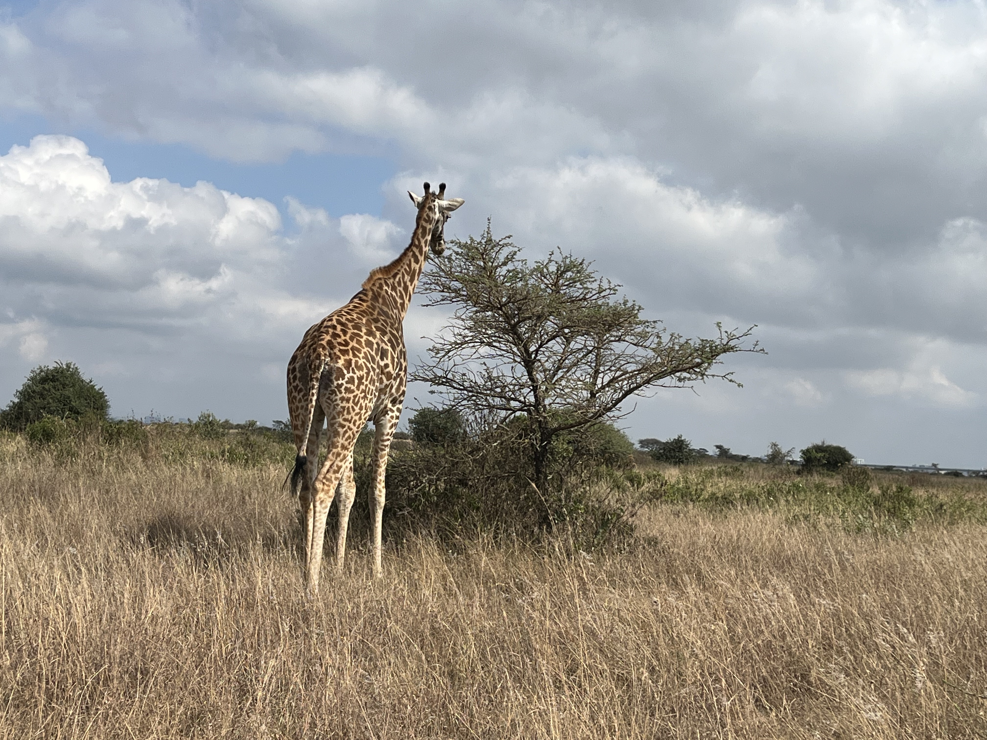 National Park, Elephant Orphanage & Giraffe Center